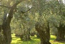 Fatimja bashkë me familjen e saj kanë hapur këtë vit fabrikën e ullirit “Vëllezërit Hysaj”