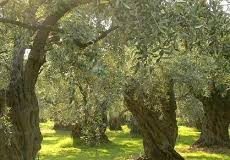 Fatimja bashkë me familjen e saj kanë hapur këtë vit fabrikën e ullirit “Vëllezërit Hysaj”