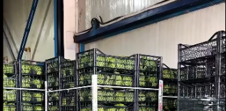 Sasia e eksporteve bujqësore, rritje me 10% 3 muajt e parë të vitit